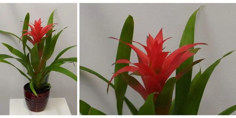 Бромелия Рэд Д12  