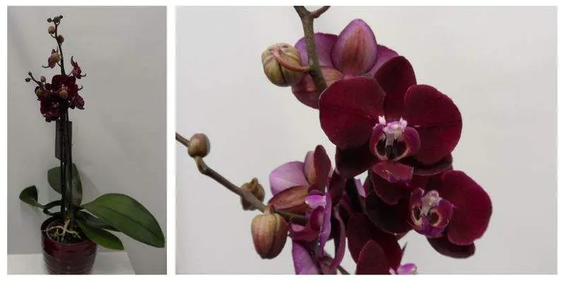 Фаленопсис Вайолет 2 ст. Д12