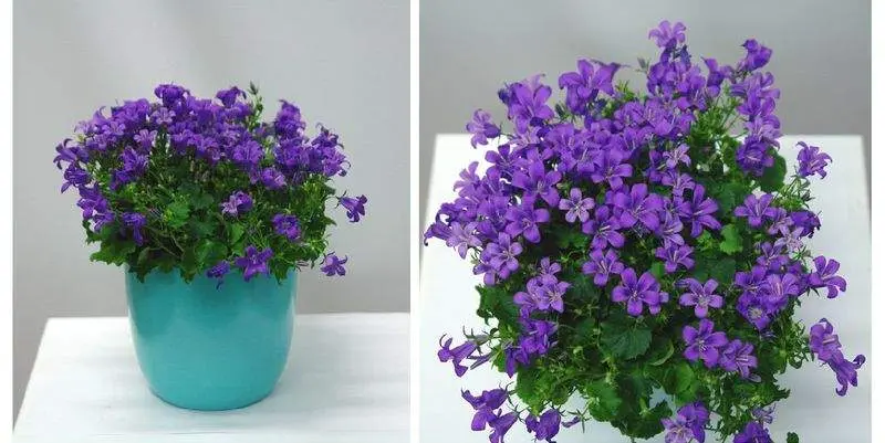 Кампанула Порто Д12