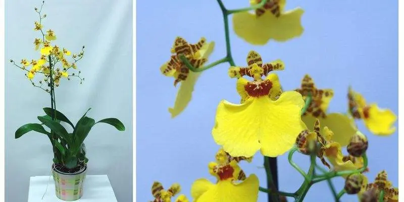 Онцидиум Д12