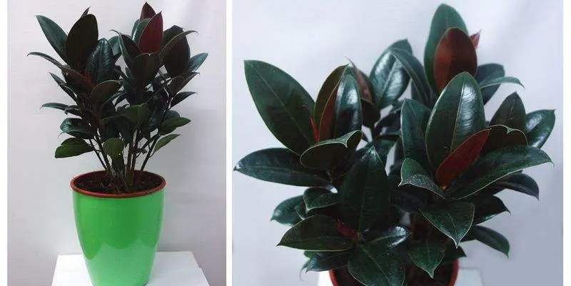 Фикус Эластика Мелани Д19 Н55 