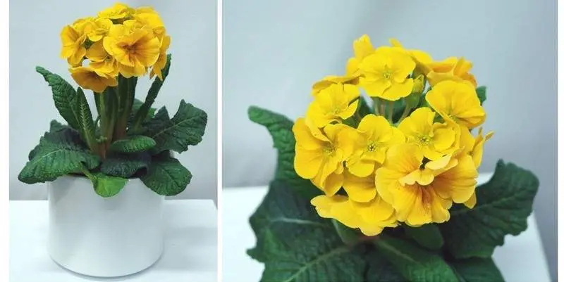 Примула Акаулис Кабрилло Д15