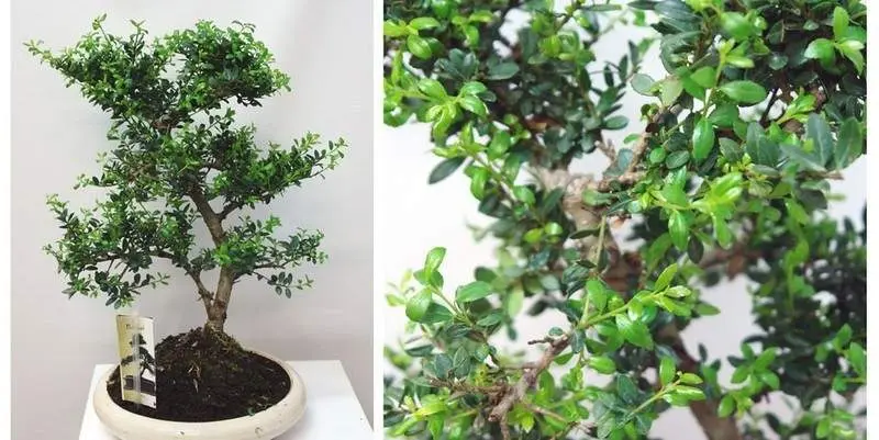 Бонсай Микс Д23 Н55 