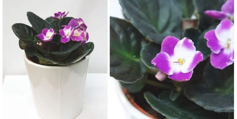 Фиалка Инова Спектра Сатурн Д12