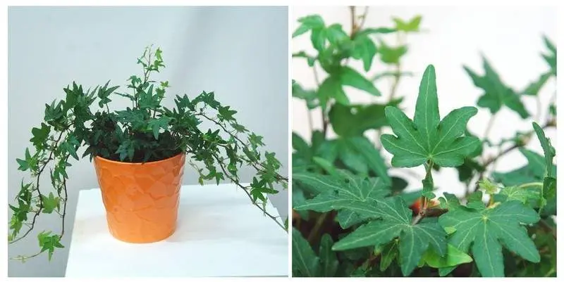 Хедера Sjoelle Д12 Н30 