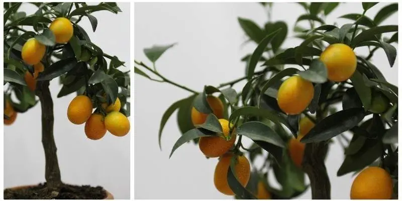 Цитрофортунелла Каламондин штамбовая Д15